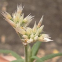 Polycarpaea corymbosa (L.) Lam.